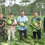 Kasdam Diponegoro Tinjau Perkebunan Kubis Manis