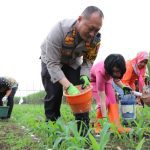 Dukung Ketahanan Pangan Nasional, Kapolresta Turun ke Ladang Rawat Tanaman Jagung
