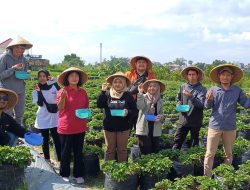 Bumdes dan Lumbung Stroberi Kota Batu Didorong Jadi Pusat Green Packaging: Penelitian Prof. Dr. Sumarmi, M.Pd