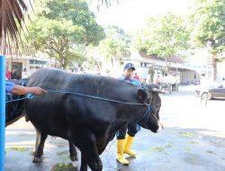 Sapi Kurban Presiden Prabowo Diserahkan ke Jami Kota Malang