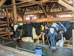 Biogas Sapi Ngantang Ubah Limbah Jadi Berkah Energi