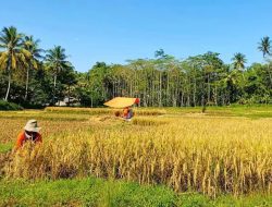 Produksi Padi Malang Terjun Bebas, Target Terancam Gagal