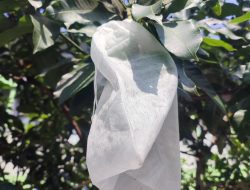 Mahasiswa UM Ciptakan Brongsong Buah Ramah Lingkungan