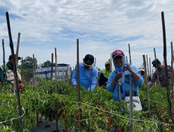 Dari Merjosari, Dispangtan Kota Malang Malang Amankan Pasokan Cabai