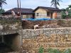 Longsor Jalan Nasional Nias Mulai Ditangani, Bronjong Dibangun di Jembatan Siniji
