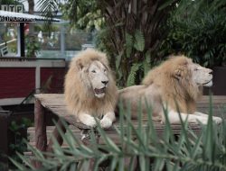 Jawa Timur Park Group Buka Suara soal Kondisi Singa Untung di Batu Secret Zoo