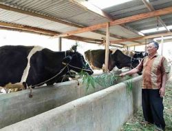 Target Vaksin PMK Kota Batu Naik Jadi 20.500 Dosis, 91 Kasus Disebut Sembuh